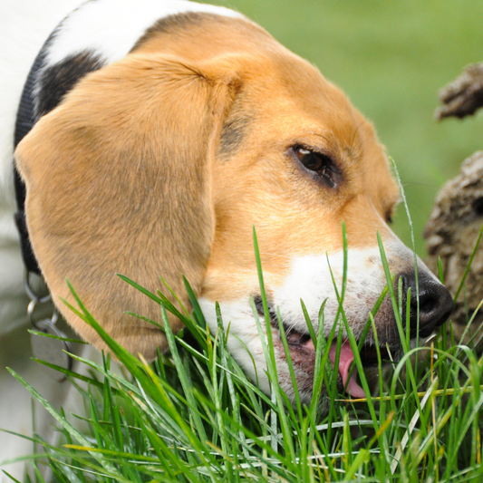 Pourquoi les Chiens Mangent de l'Herbe ? Comprendre Ce Comportement Naturel