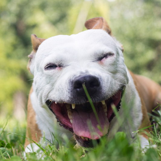 Les Causes de la Toux chez les Chiens, Quand S'inquiéter et Comment Agir