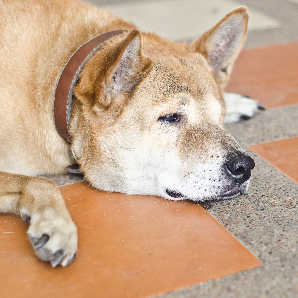 Comprendre le Comportement du Chien qui Pleure  : Causes et Solutions