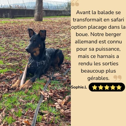 Harnais Anti-Traction pour chien